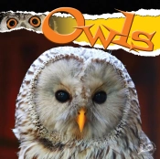 Owls