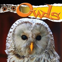 Bertrand.pt - Owls