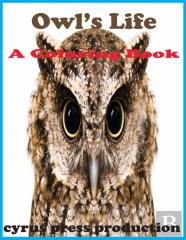 Owl'S Life