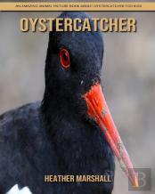 Oystercatcher