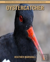 Oystercatcher