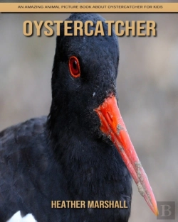 Bertrand.pt - Oystercatcher