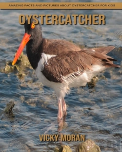 Bertrand.pt - Oystercatcher