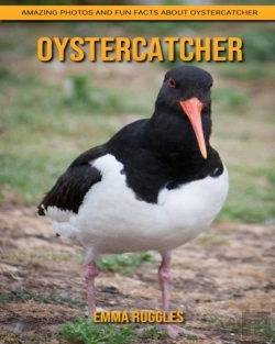 Bertrand.pt - Oystercatcher