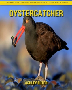Bertrand.pt - Oystercatcher