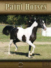 Paint Horses