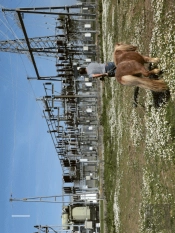 Paisagens Transgénicas