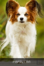 Papillon