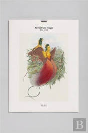 Paradisiers Rouges