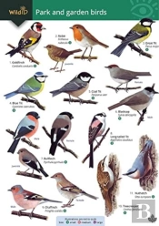Park And Garden Birds