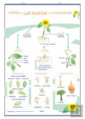 Partes De Las Plantas Y Sus Funciones La Nutrici-N, La Fot