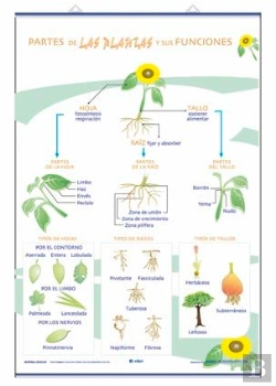 Bertrand.pt - Partes De Las Plantas Y Sus Funciones La Nutrici-N, La Fot