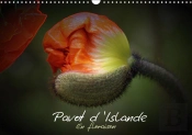 Pavot D Islande En Floraison Calendrier Mural 2018 Din A3 Horizontal