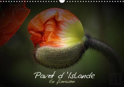 Bertrand.pt - Pavot D Islande En Floraison Calendrier Mural 2018 Din A3 Horizontal