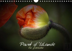 Bertrand.pt - Pavot D Islande En Floraison Calendrier Mural 2018 Din A4 Horizontal