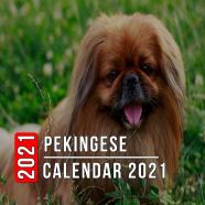 Pekingese Calendar 2021