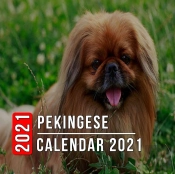 Pekingese Calendar 2021