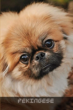 Bertrand.pt - Pekingese