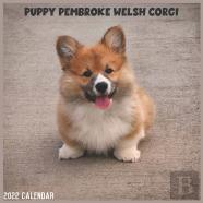 Pembroke Welsh Corgi Puppy 2022 Calendar