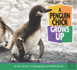 Bertrand.pt - Penguin Chick Grows Up