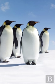 Penguins Blank Journal