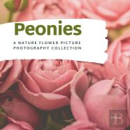 Peonies