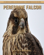 Peregrine Falcon