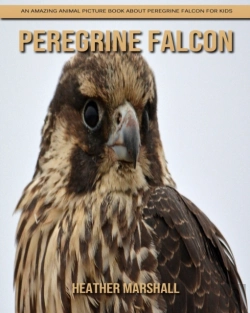 Bertrand.pt - Peregrine Falcon