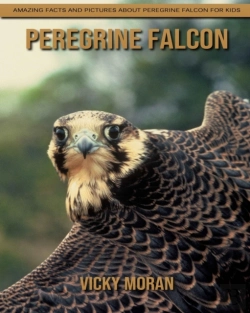 Bertrand.pt - Peregrine Falcon