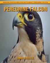 Peregrine Falcon