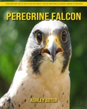 Peregrine Falcon