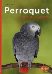 Perroquet Gris Du Gabon