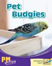 Pet Budgies