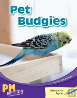 Bertrand.pt - Pet Budgies