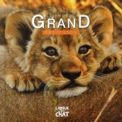 Petit Lion