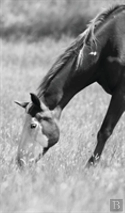 Bertrand.pt - Petite Equine Journal