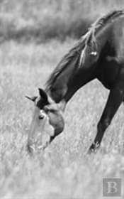 Petite Equine Journal