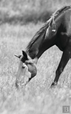 Bertrand.pt - Petite Equine Journal