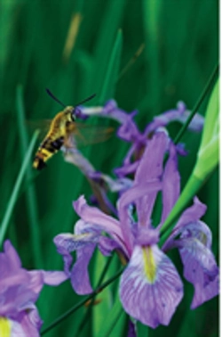 Bertrand.pt - Petite Wild Blue Iris Journal