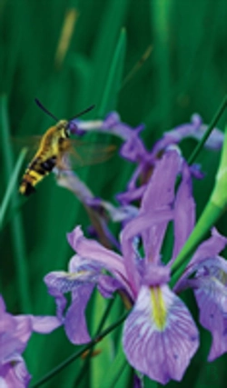 Bertrand.pt - Petite Wild Blue Iris Journal