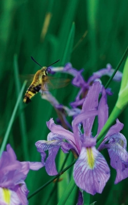 Bertrand.pt - Petite Wild Blue Iris Journal