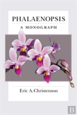 Bertrand.pt - Phalaenopsis