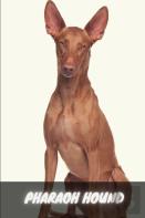Pharaoh Hound