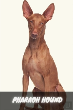 Bertrand.pt - Pharaoh Hound