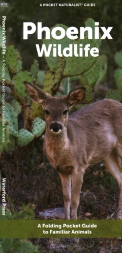 Bertrand.pt - Phoenix Wildlife
