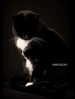 Bertrand.pt - Photocat.