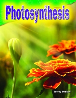 Bertrand.pt - Photosynthesis