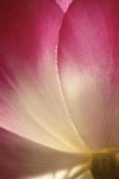 Phyla Of Joy