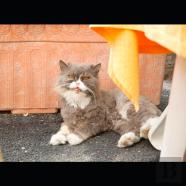 Pieces Of Eight Color Pictures