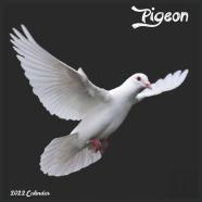Pigeon 2022 Calendar
